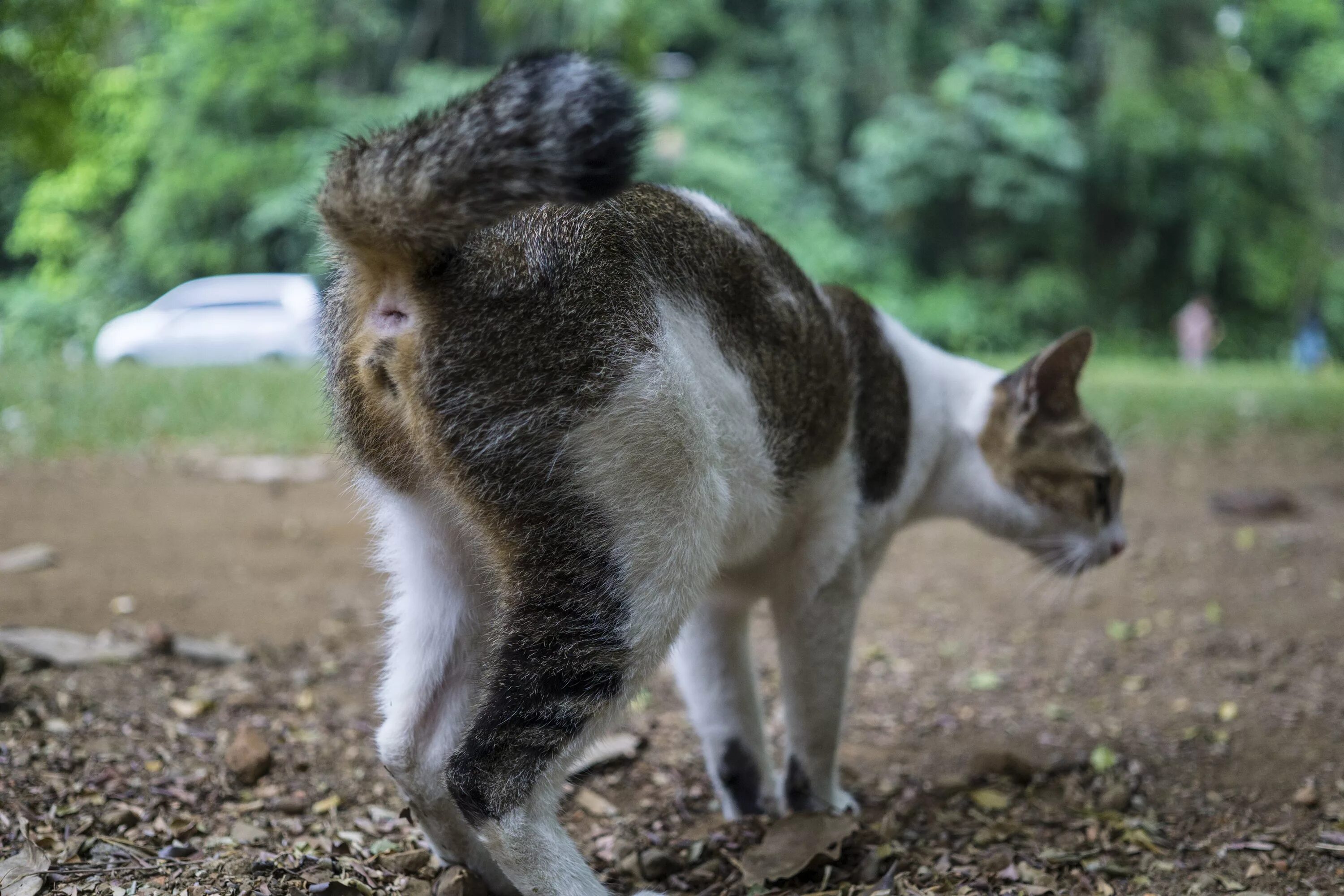 Cat penis. Cat Rear view.