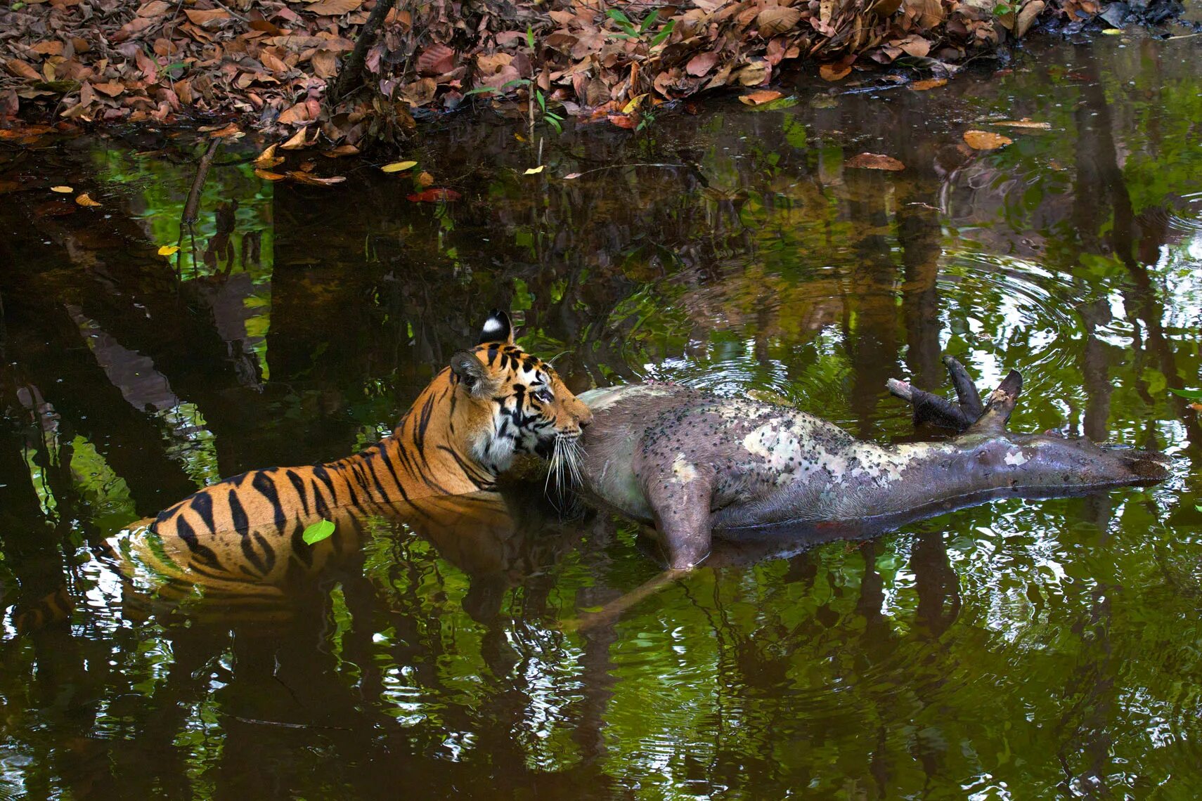 Tiger hunting