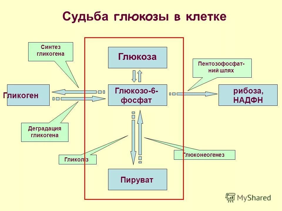 Превращение в печени гликогена в глюкозу