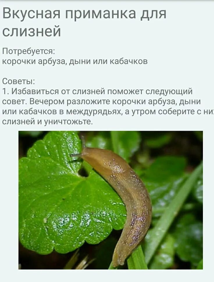 Можно ли курам давать слизней. Слизни и улитки в саду. от улиток и слизней в огороде. слизни на кабачках. слизни в комнатных цветах.