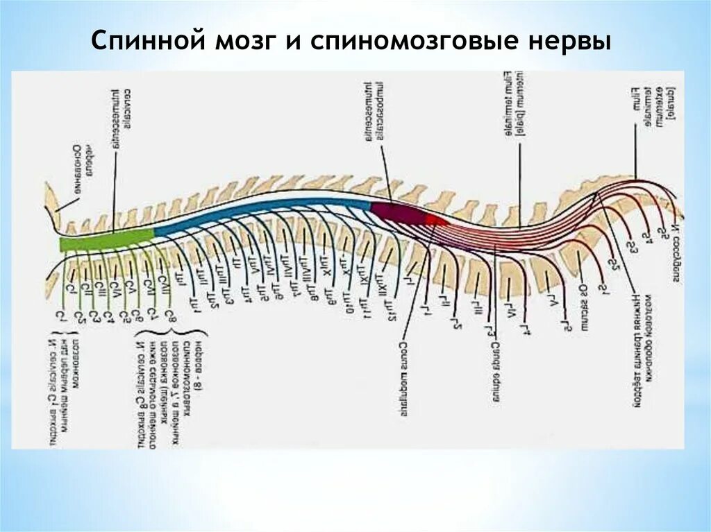 Сколько пар спинномозговых нервов отходят. Третий спинной нерв. У беспозвоночных есть спинной мозг?. Спиномозговое пространство. Спиномозговой ганглий фото.