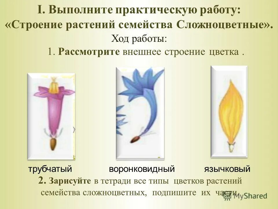 семейство сложноцветные строение цветка. семейство сложноцветные 6 класс биология. лабораторная работа строение цветка. практическая работа по биологии семейство сложноцветные. практическая работа по биологии семейство сложноцветные.