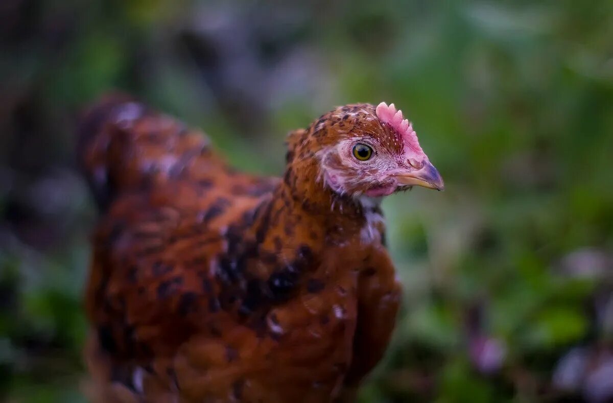 рябая курица. рябая рыжая курица. куры рябые не пойте рано. курочка ряба фото. билефельдер черный.