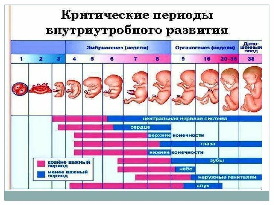 Какие этапы проходит человек после рождения. Внутриутробное развитие. Периоды развития беременности. Этапы внутриутробного развития ребенка. Плод по неделям беременности.