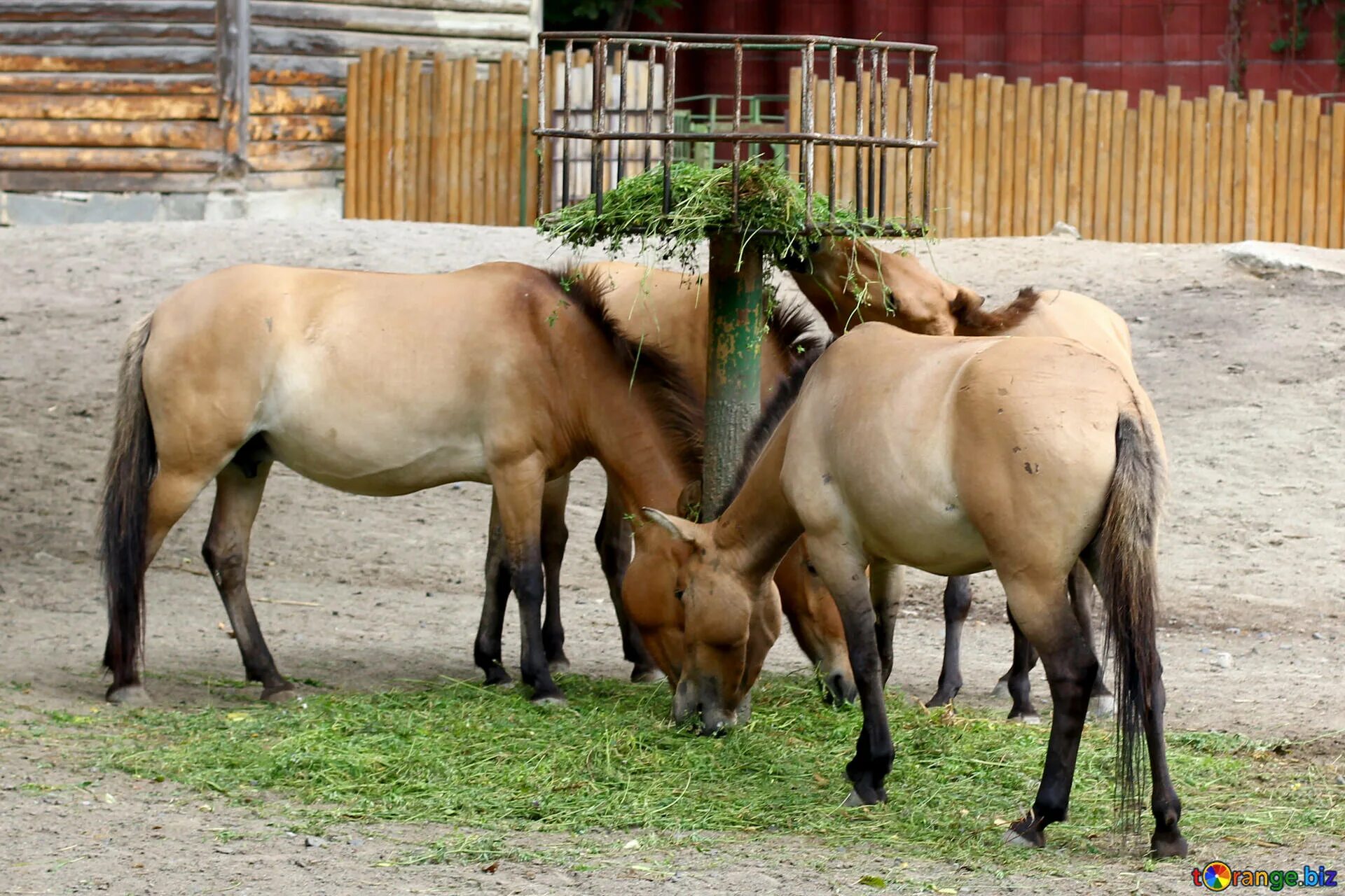 Зоо фото лошади Wild horses in the zoo free image № 45304