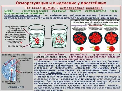 Экспериментатор поместил кусочек печени кролика в дистиллированную