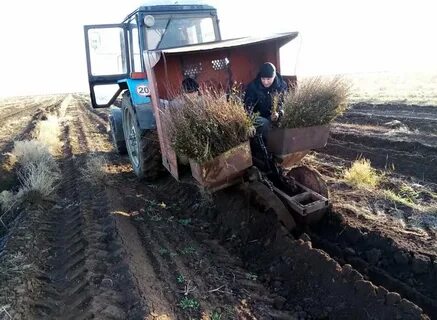 Оренбургская область лесное хозяйство