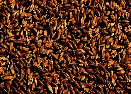 100 malt