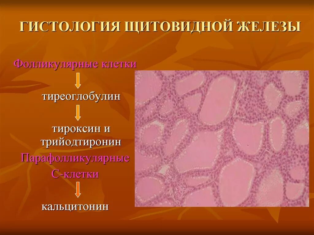 Щитовидная железа гистология препарат. Структура щитовидной железы гистология. Клетки щитовидной железы а в с клетки гистология. Парафолликулярные клетки щитовидной железы препарат.