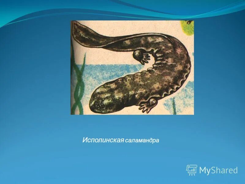 классификация класса земноводных. огненная пятнистая саламандра. длинноногий сцинк. отличие саламандры от ящерицы. земноводные саламандра.