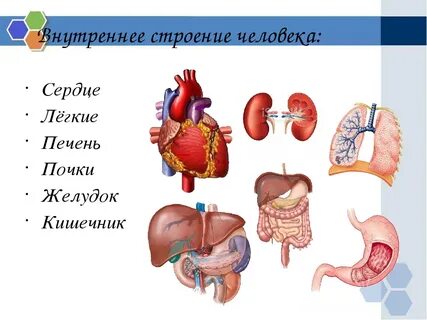 Почечное легкое