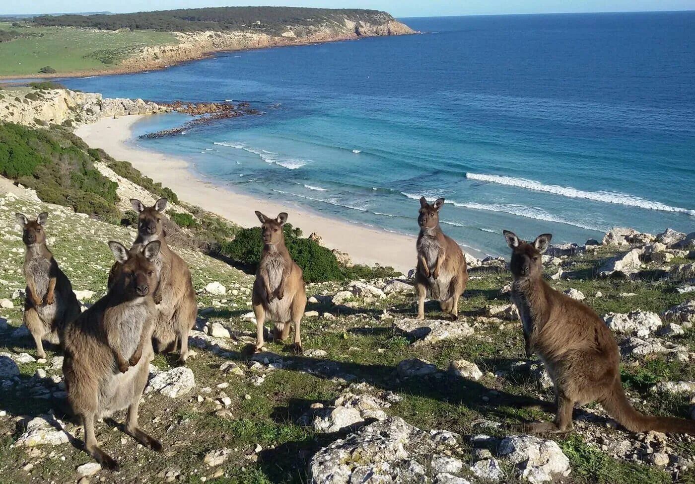 В австралии живет около. Остров кенгуру (Kangaroo Island). Остров кенгуру (залив сент-Винсент). Кенгуру в Австралии.