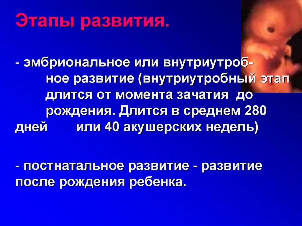 Внутриутробное развитие. Стадии внутриутробного развития. Эмбриональный период внутриутробного развития. Периоды внутриутробного развития антенатальный.