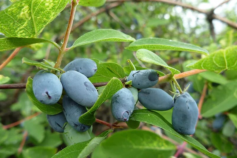 Жимолость ягода. Жимолость Камчатка куст. Жимолость Синеглазка. Камчатские ягоды.