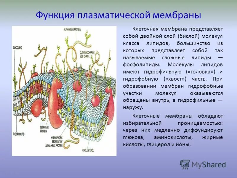 Какова роль клеточной оболочки. Функции плазматической мембраны в клетке. Плазматическая мембрана структура и функции. Функции плазматической мембраны в клетке растений. Строение плазматической мембраны и ее функции.