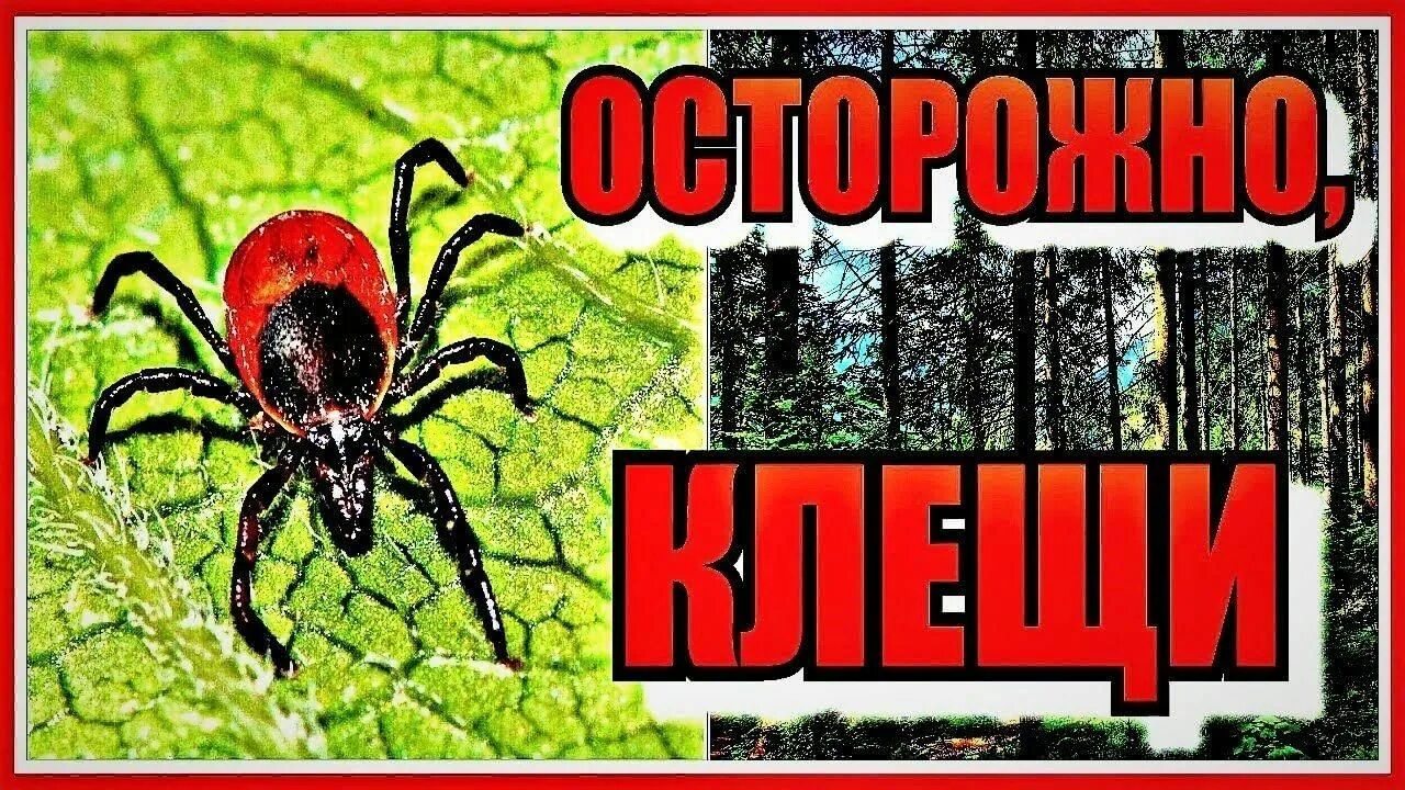 Осторожно клещи картинки. Осторожно клещевой энцефалит. Осторожно клещи плакат. Осторожно клещи энцефалит.