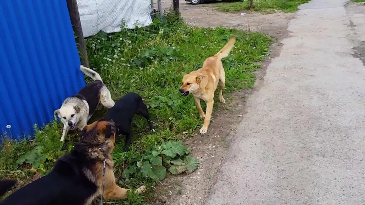 Нападение собак видео. Собаки нападают на маленькую собаку. Нападение собак на маленьких собачек. Нападение бродячих собак.