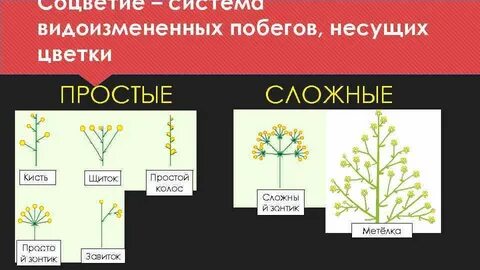 Колос какое соцветие