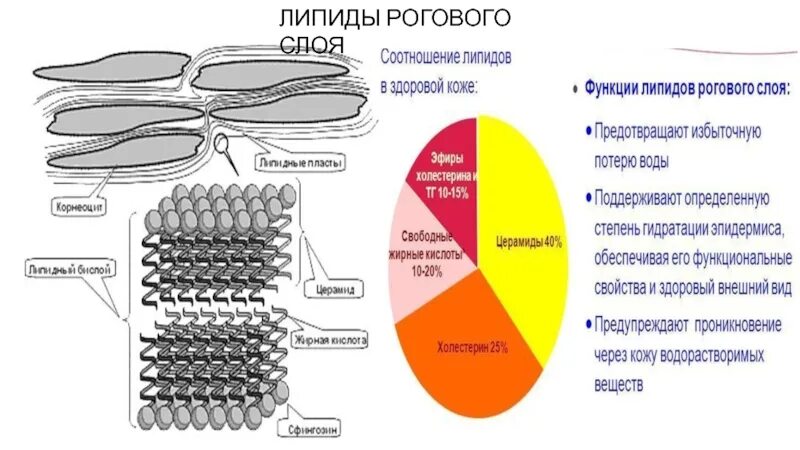 Лучшие липидные маски. Липидные слои рогового слоя. Липиды рогового слоя эпидермиса. Липиды рогового слоя структура. Строение рогового слоя.