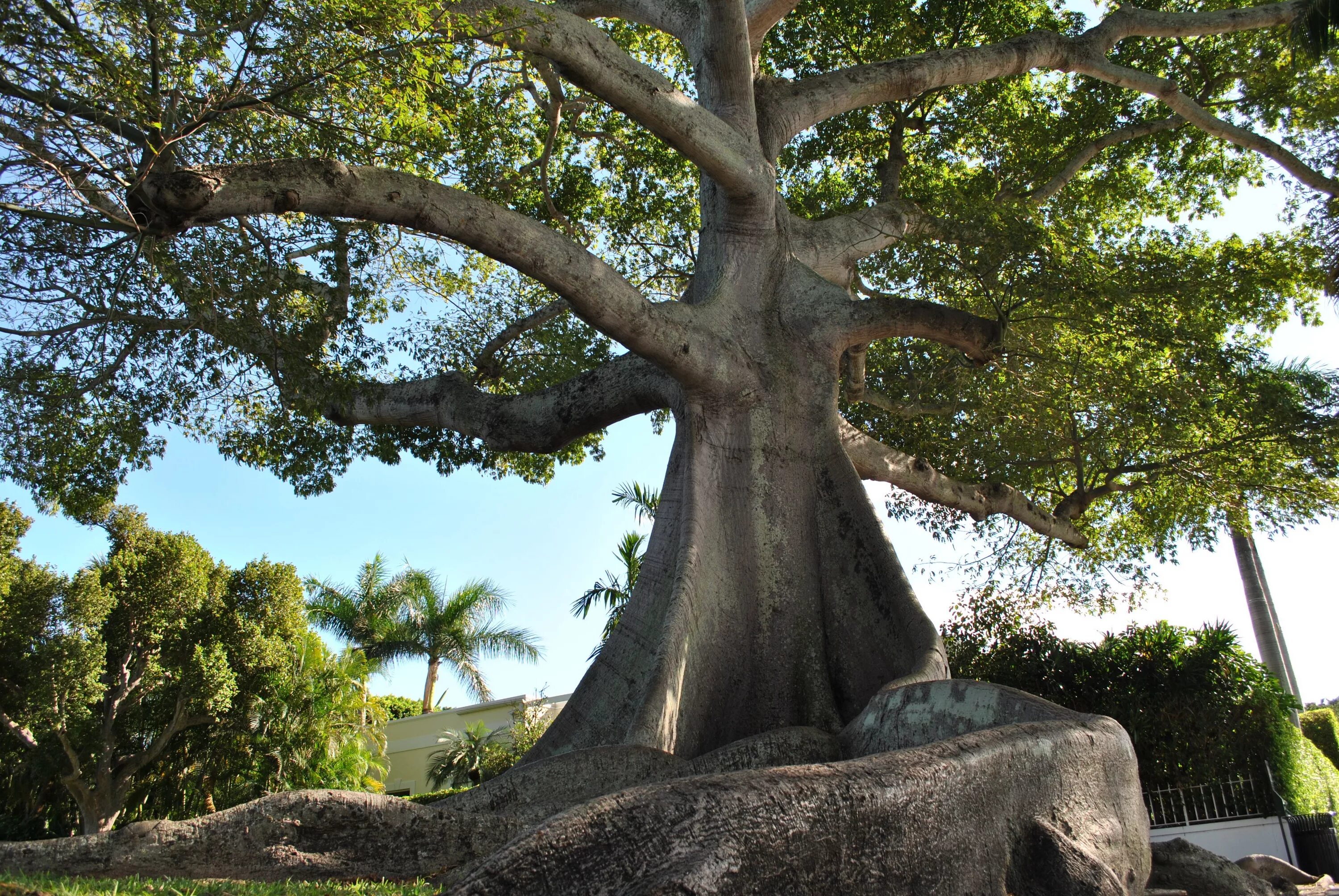Деревья в южной америке названия. Kapok Tree дерево капок. Сейба дерево в Южной Америке. Хлопковое дерево Сейба. Сейба Африканская.