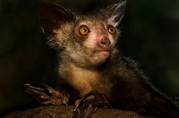 Руконожка ай-ай. Daubentonia madagascariensis. Мексиканская руконожка. Ай-ай животное. Ай ай ай словно дикая