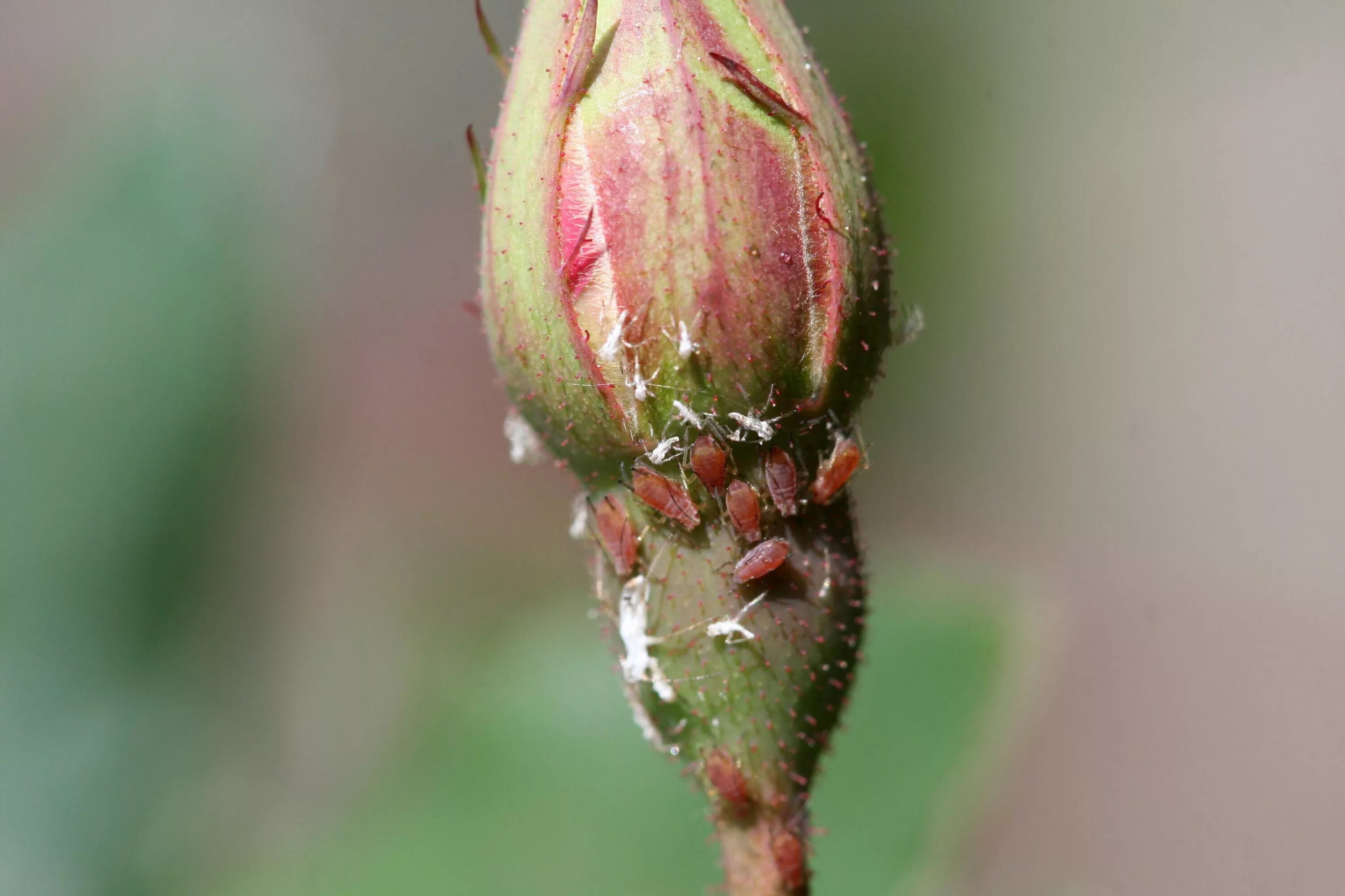 Macrosiphum Rosae. Розанная тля. Зеленая розанная тля. Паутинный клещ на Розе.