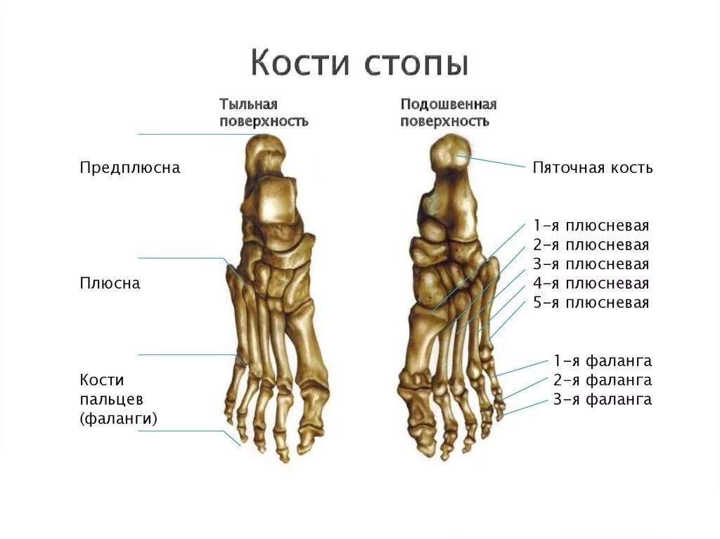 Какое строение имеют кости. Строение человеческой стопы кости. Кости предплюсны стопы анатомия. Строение стопы анатомия кость плюсны. Анатомия костей стопы косточка.