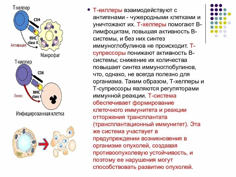 Образование неспециализированной клеточной массы развитие генеративных. Функции т хелперов супрессоров киллеров. Т супрессоры т киллеры хелперы. Т лимфоциты т киллеры т хелперы функции. Т киллеры т хелперы т супрессоры функция.