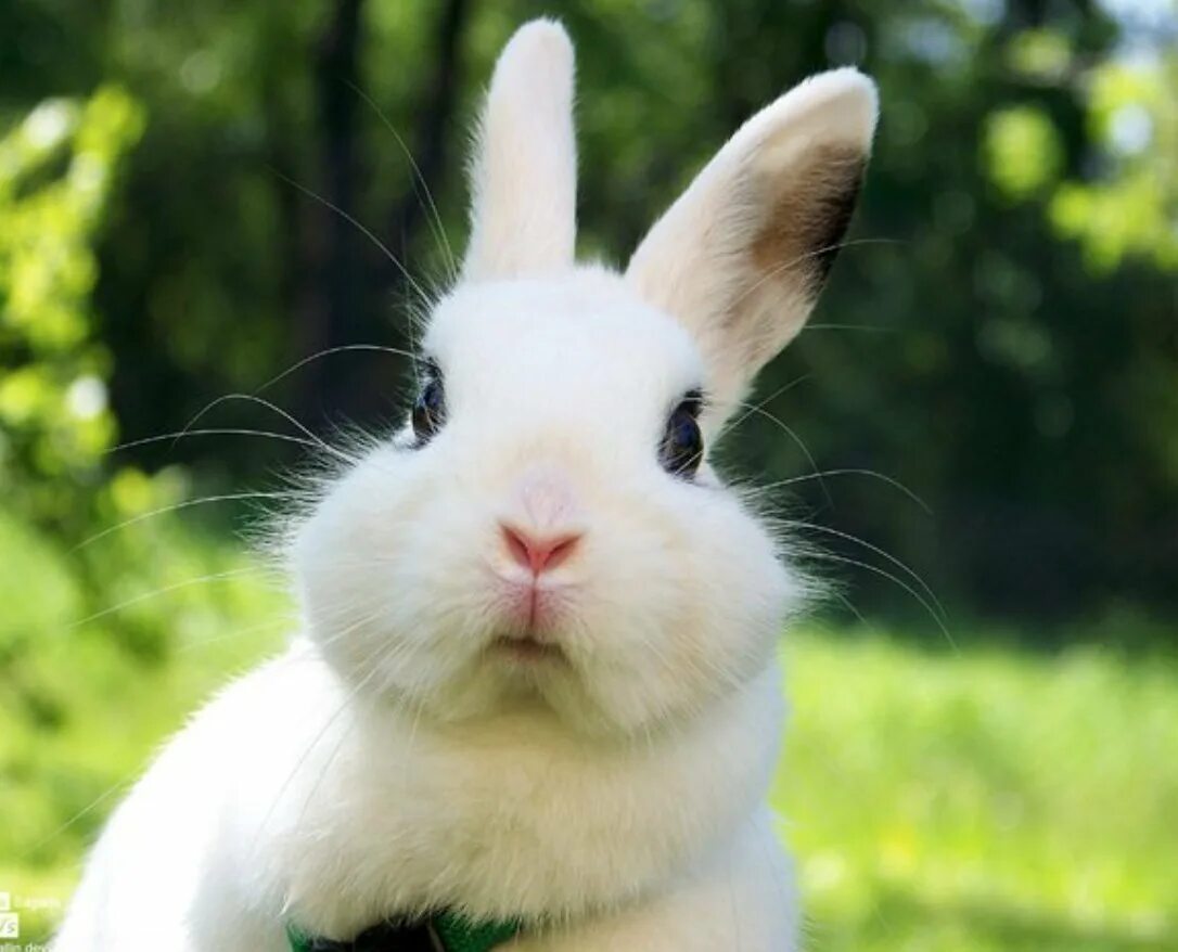 Забавные кролики. Угарный кролик. Кролик прикол. Забавные кролики. Прикольный кролик.