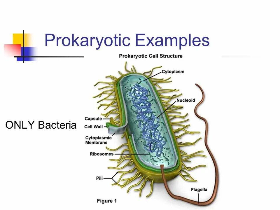 Бактерия замкнутая днк. Прокариотическая клетка bacteria. Бактерия ботулизма строение. Нуклеоид строение. Строение клетки прокариот бактерии.