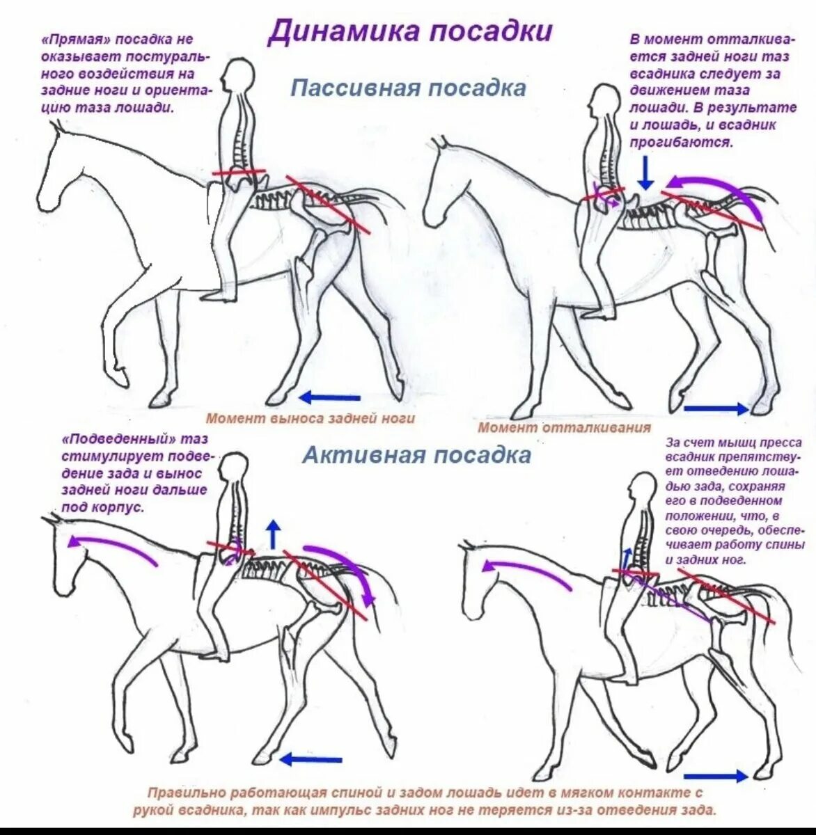 Как правильно гонять. Правильная посадка в седле при верховой езде. Правильная посадка всадника на лошади. Правильная посадка в седле на лошади. Правильная посадка всадника на лошади на галопе.