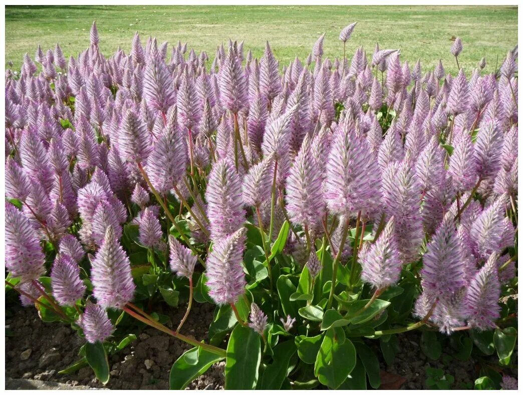 птилотус джой растение. птилотус джой семена. птилотус многолетник. птилотус многолетник. птилотус возвышенный joey.