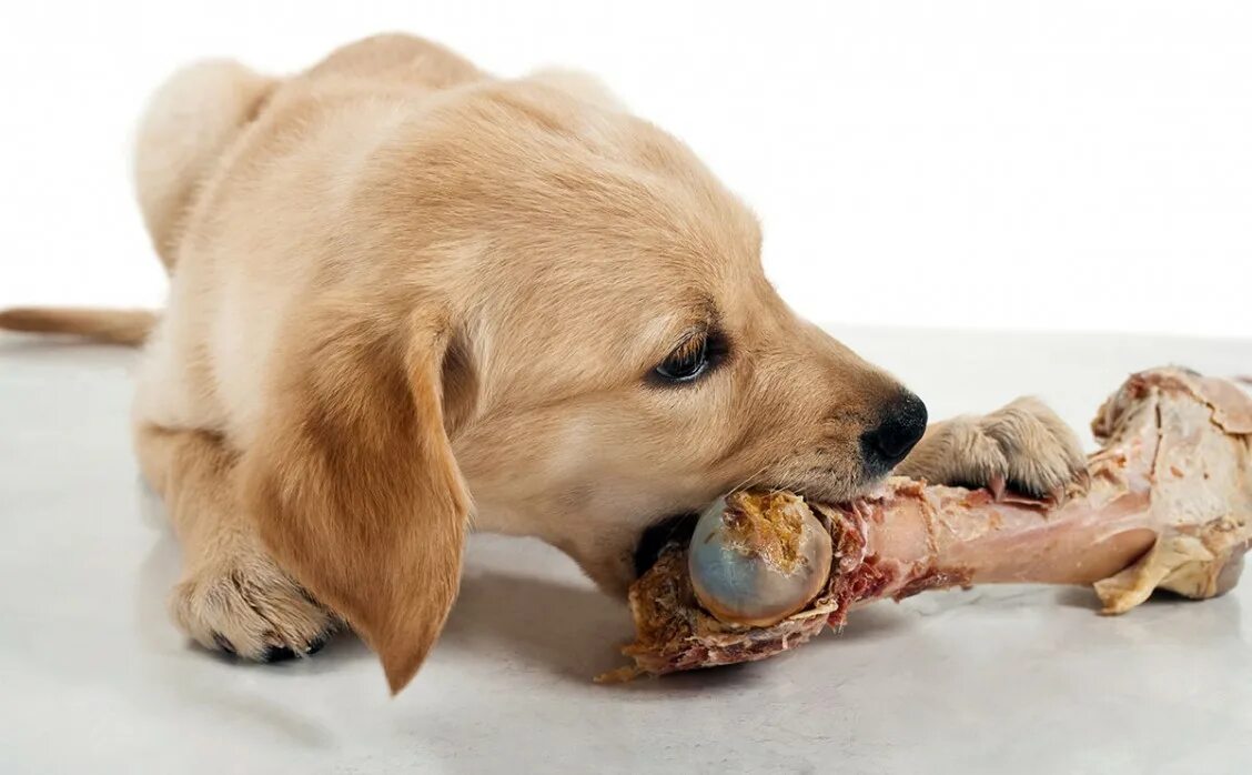Кости можно есть. Косточка для собак. Собака обгладывает кость.