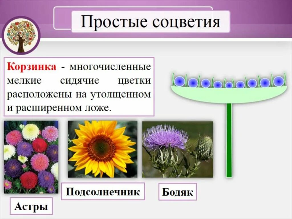 Соцветия первого типа имеет одуванчик. Соцветие корзинка. Цветы собраны в соцветие корзинка. Цветы с соцветием корзинка. Строение соцветия корзинка.