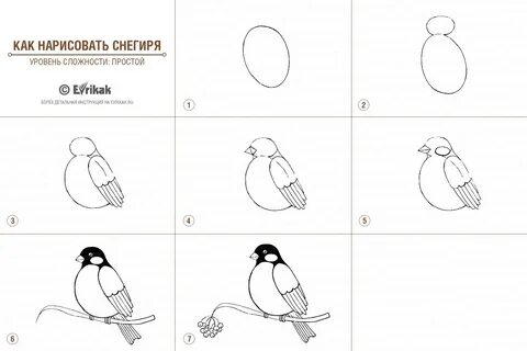Как рисовать снегиря