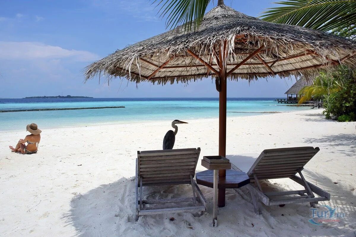 Gangehi island 5. Gangehi Island Resort 5*. Мальдивы Гангехи Айленд Резорт. Отель Gangehi Island Resort 4*. Gangehi Island Resort 5 тур.