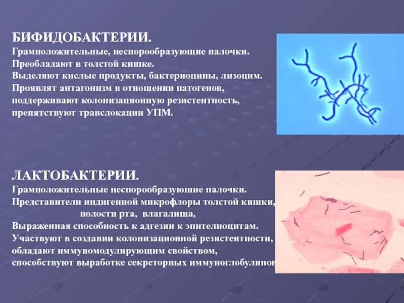 Бифидобактерии где. Лактобактерии микробиология. Лактобактерии толстой кишки. Микрофлора кишечника бифидобактерий кишечника. Лактобактерии и бифидобактерии.