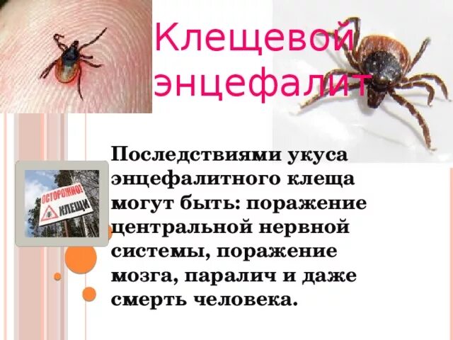 Клещевой энцефалит через сколько проявляется. Таёжный клещ клещевой энцефалит. энцефалитный клещ последствия укуса. укус клеща симптомы у человека.