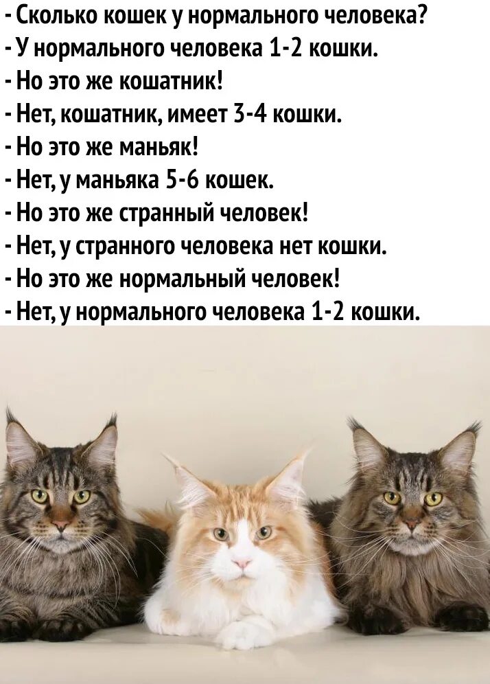 Сколько кошек имеешь