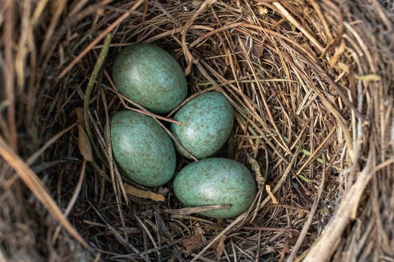 Зеленые птичьи яйца. Птица с зелеными яйцами. Яйца лесных птиц. Гнездо с голубыми яйцами. Bird яйца