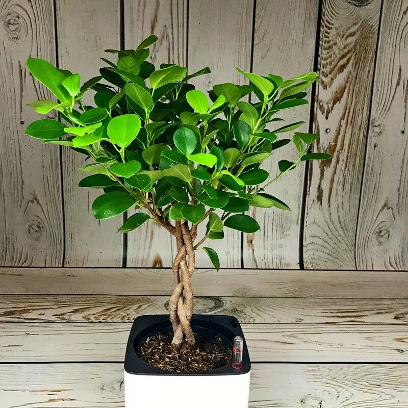 Как переплести фикус. Фикус микрокарпа. ficus hillii (microcarpa, фикус). бенджамин микрокарпа. фикус микрокарпа компакта.