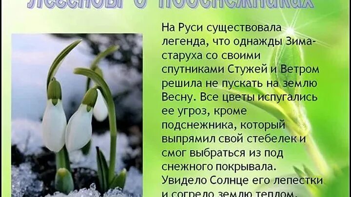 Собщениео подснежнеке. Легенды о растениях. Легенда про весну. Мифы о подснежниках. 19 апреля праздник подснежника.