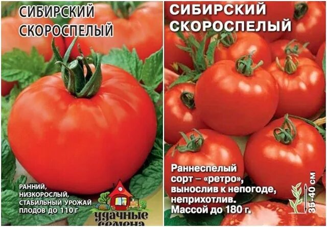 сорт томатов сибирский скороспелый. сорт помидор сибирский скороспелый. сорт сибирский скороспелый. сорт помидор сибирский скороспелый. сорт сибирский скороспелый.