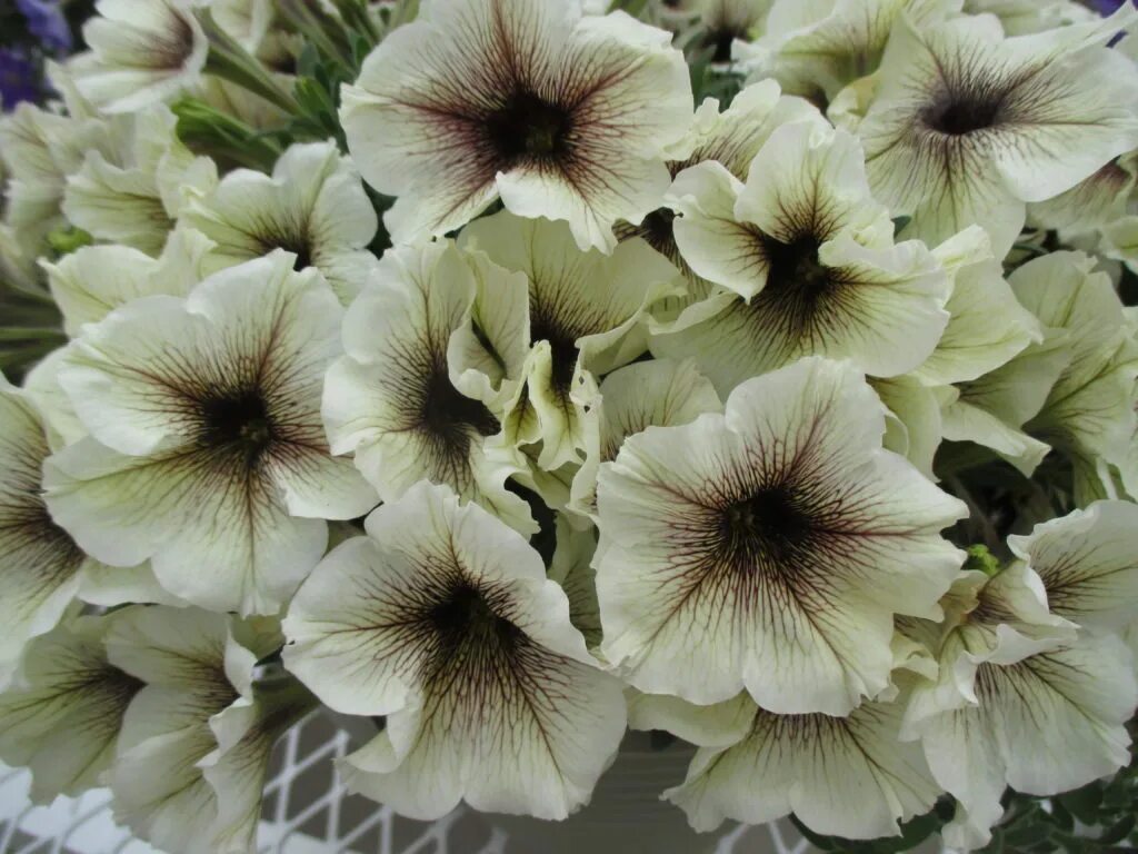 Петуния десингер капучино. Вегетативная петуния теа. Петуния designer cappuccino. Петуния designer. Петуния prettytoonia cappuccino.