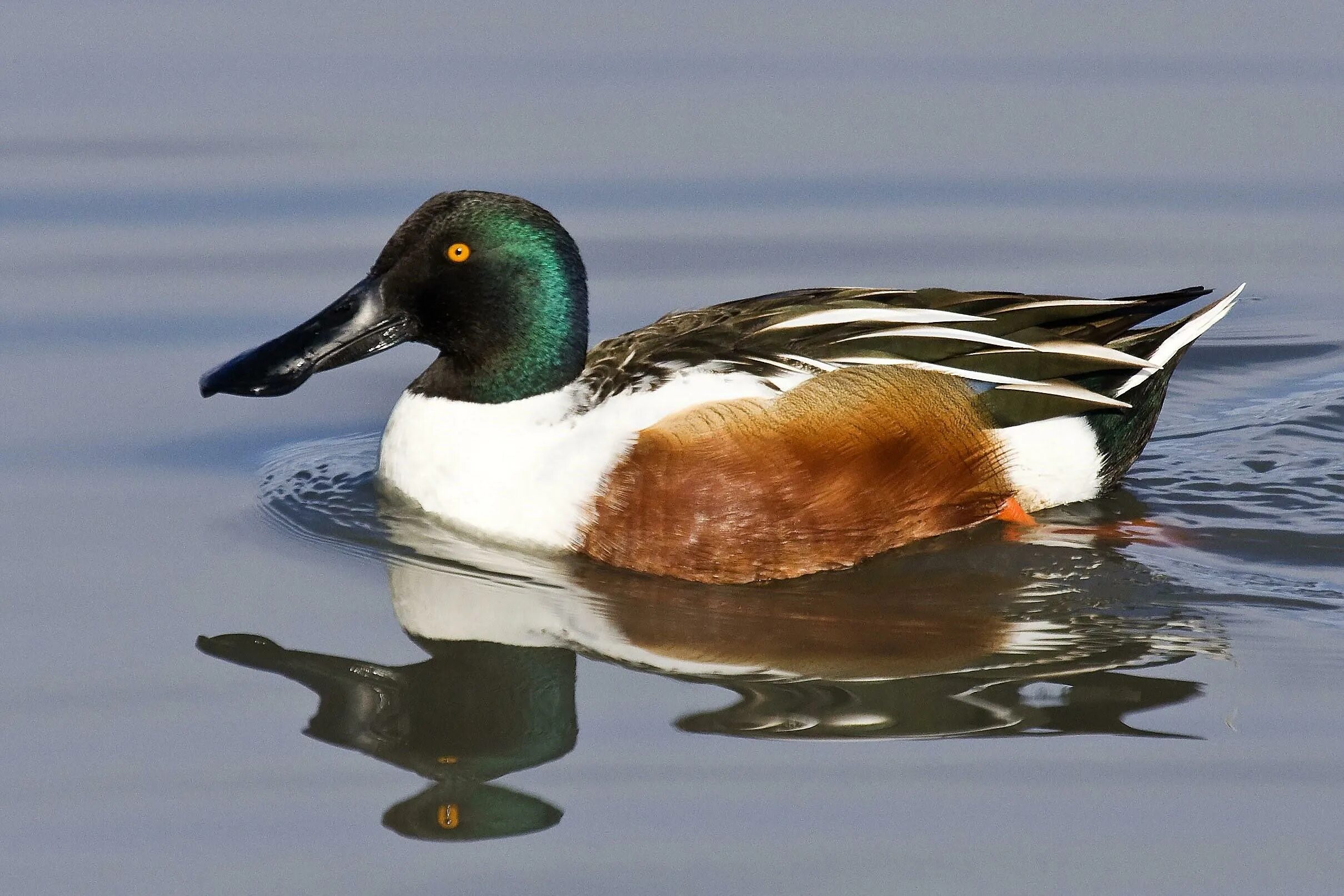 Утка северная кряква белая. Серая северная утка черноголовка. Утка чернеть ошейниковая. Крохаль длинноносый птенцы. Северная утка нырок.