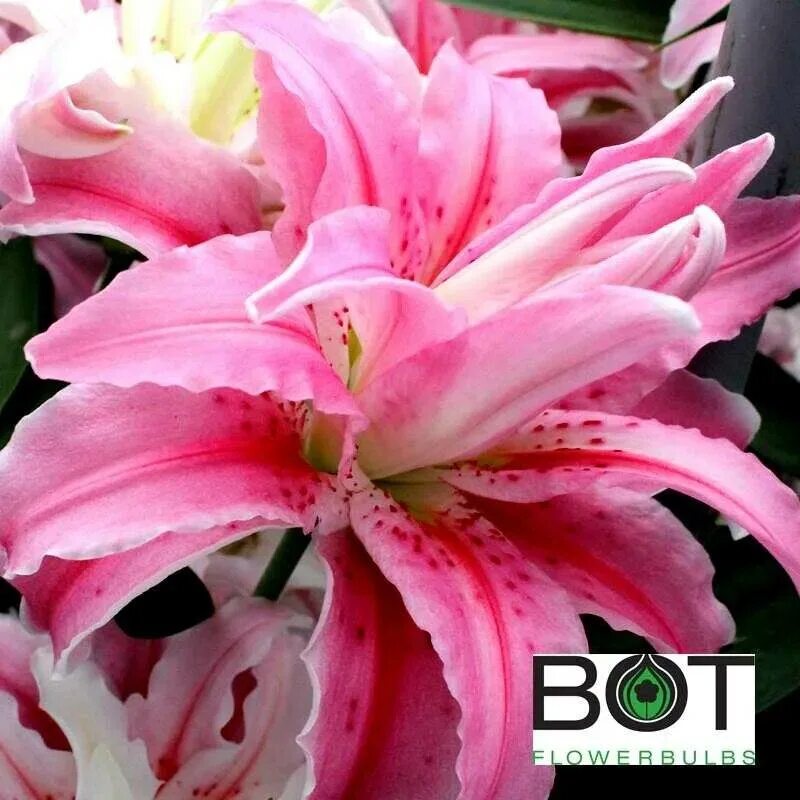 Лилия брокен харт описание. Лилия восточная махровая брокен харт. лилия восточная брокен харт. лилия восточная брокен херт. лилия восточная махровая брокен харт (1 шт.).