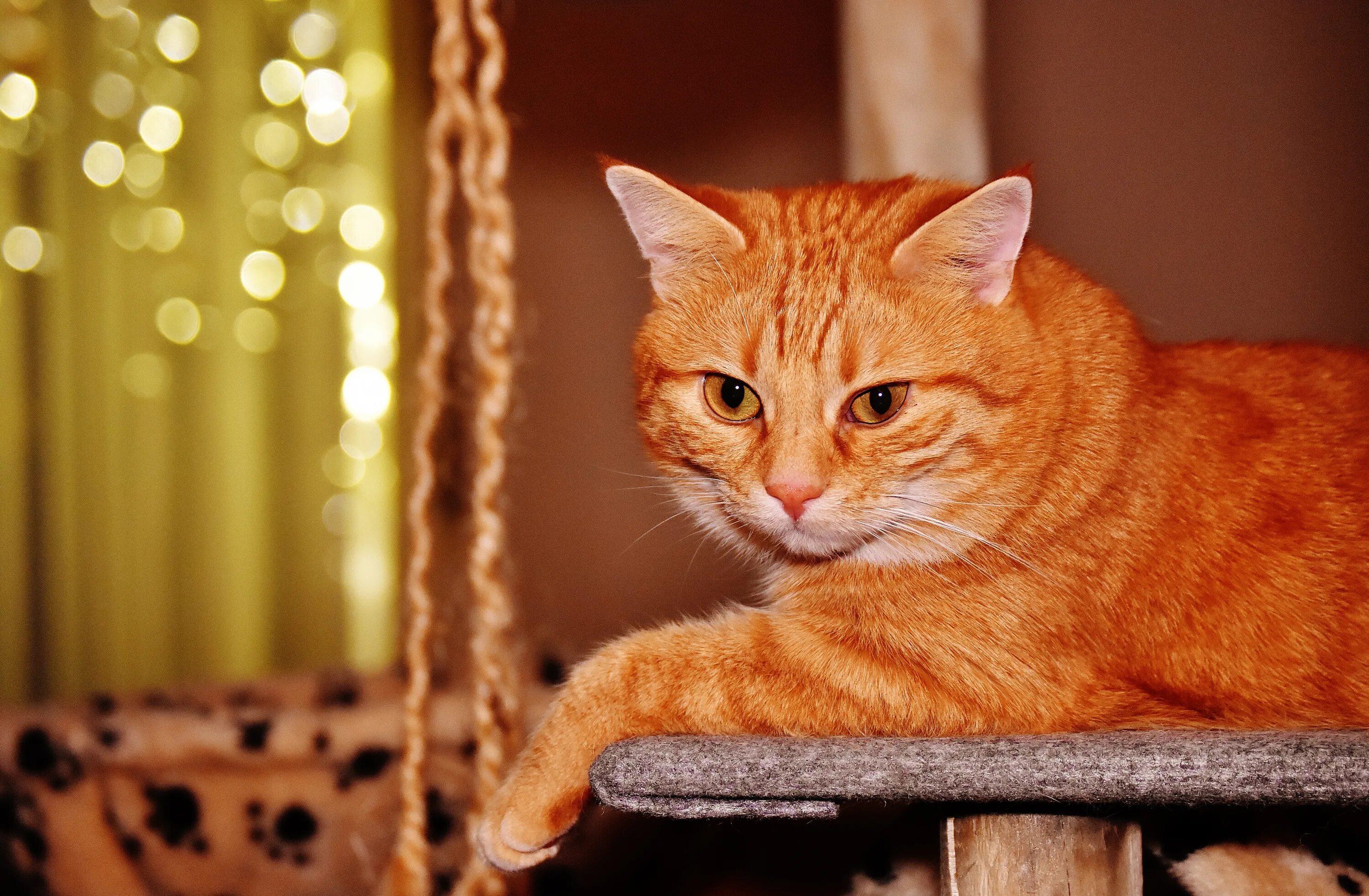 Про red cat. Макрелевый табби рыжий. Британский короткошерстный кот рыжий. Красный табби макрель. Европейская короткошерстная табби рыжий.