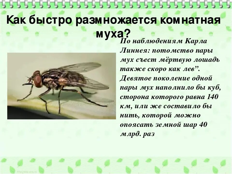 Сколько живут мухи