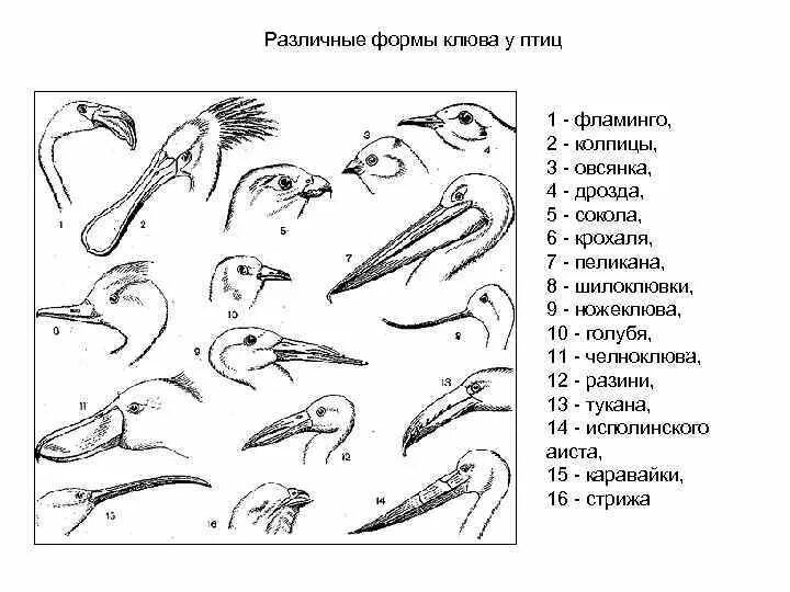 На рисунке изображены формы клюва. Форма клюва у птиц в зависимости от питания. типы клювов у птиц. строение клюва и тип питания. строение клюва птицы.