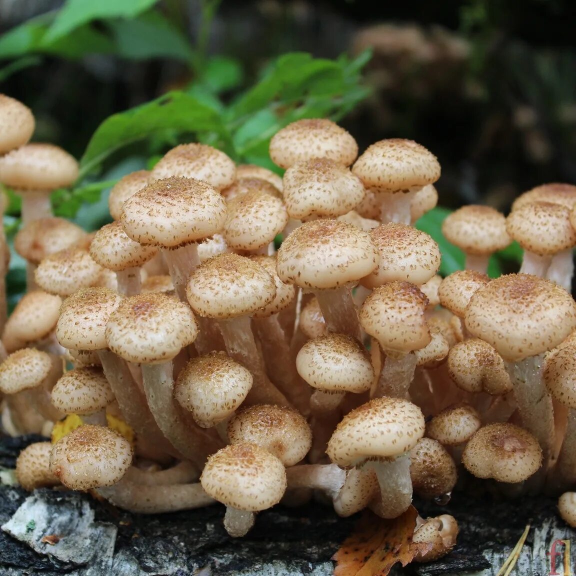 Гриб опёнок осенний. Опёнок осенний (Armillaria mellea). Пневые опята. Опята грибы съедобные. Грибы опята есть